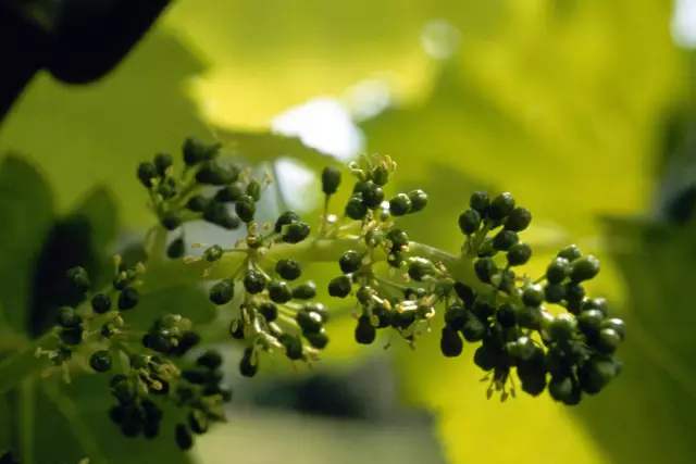 Blühende Weinrebe im Mai