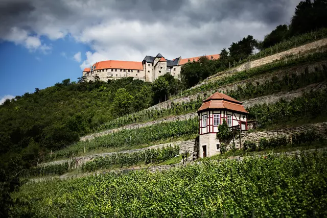 Herzoglicher Weinberg mit Schloss Neuenburg