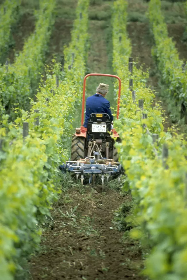 Arbeit im Weinberg, Bodenbearbeitung